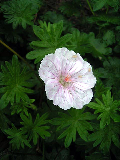 Fotos Geranium sanguineum var. prostratum - 