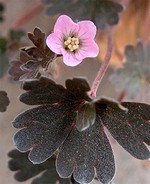 Photos Geranium sessiliflorum ssp. nov.-zel.