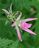 Photos Geranium � oxonianum