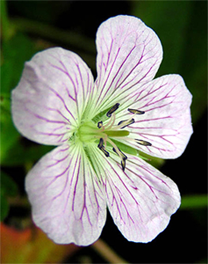 Photos Geranium shikokianum - 