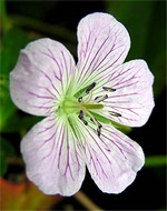 Photos Geranium shikokianum