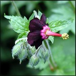 Photos Geranium sinense