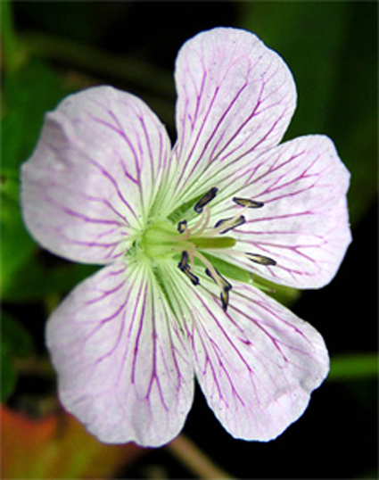 Photos Geranium gracile x ibericum - 