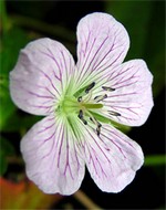 Photos Geranium gracile x ibericum