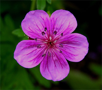 Photos Geranium soboliferum - 