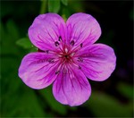Photos Geranium soboliferum