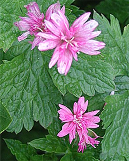 Photos Geranium × oxonianum -