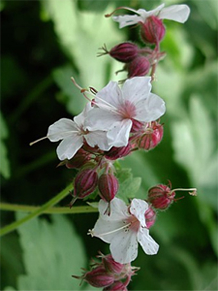 Photos Geranium macrorrhizum - 
