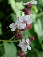Photos Geranium macrorrhizum