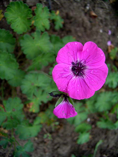 Photos Geranium subcaulescens -