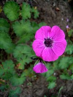 Photos Geranium subcaulescens