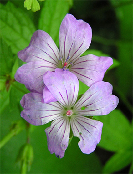 Photos Geranium nodosum - 