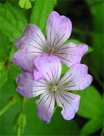 Photos Geranium nodosum