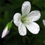 Photos Geranium sylvaticum