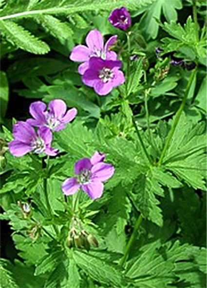 Photos Geranium sylvaticum - 
