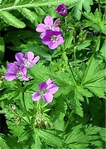 Photos Geranium sylvaticum