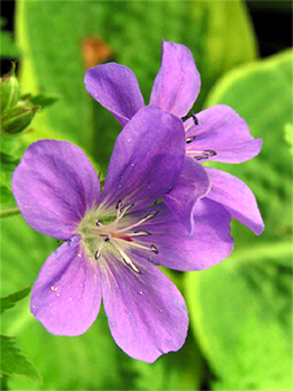 Photos Geranium sylvaticum - 