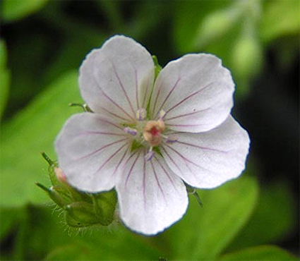 Photos Geranium thunbergii - 