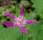 Photos Geranium � oxonianum