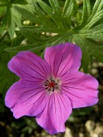 Photos Geranium sanguineum x psilostemon