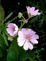 Photos Geranium tuberosum