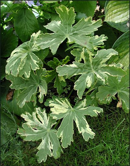 Photos Geranium macrorrhizum - 