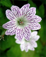 Photos Geranium versicolor