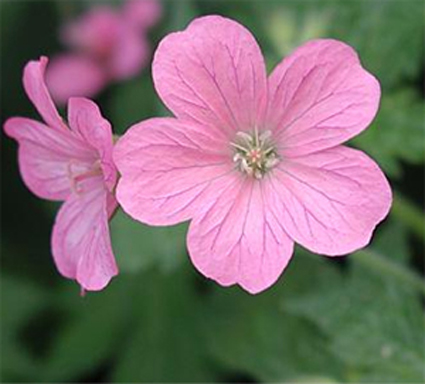 Photos Geranium � oxonianum - 