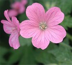 Photos Geranium � oxonianum