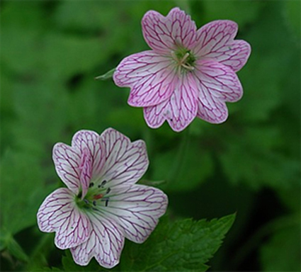 Photos Geranium × oxonianum -