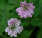 Photos Geranium � oxonianum