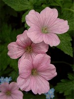Photos Geranium � oxonianum