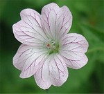 Photos Geranium � oxonianum