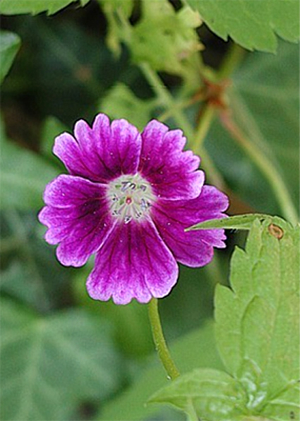 Photos Geranium nodosum - 