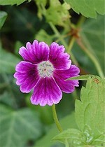 Photos Geranium nodosum