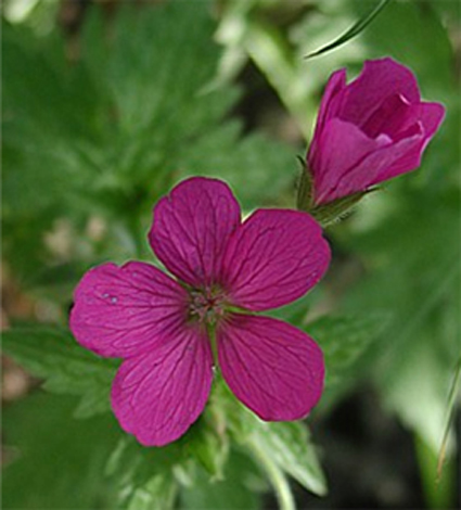 Photos Geranium � oxonianum - 