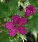 Photos Geranium � oxonianum