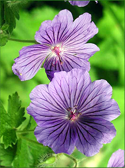 Photos Geranium x magnificum - 