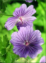 Photos Geranium x magnificum