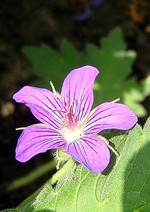 Photos Geranium wlassovianum