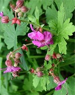 Foto Geranium macrorrhizum - Geranio