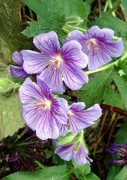 Photos Geranium x magnificum - 