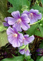 Photos Geranium x magnificum