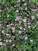 Photos Geranium � riversleaianum