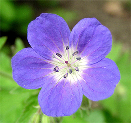 Photos Geranium sylvaticum - 