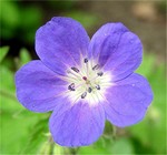 Photos Geranium sylvaticum