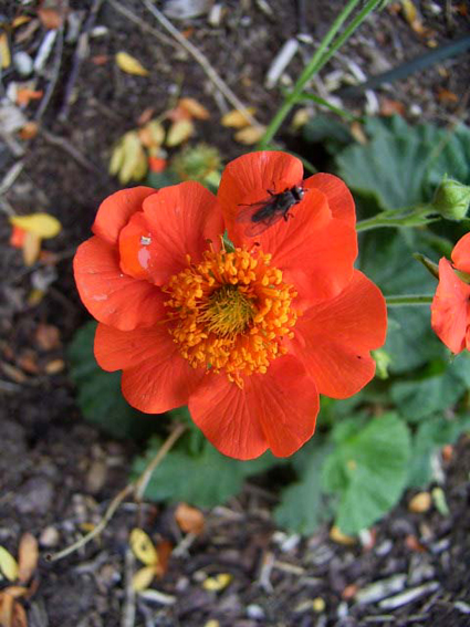 Photos Geum coccineum - Avens