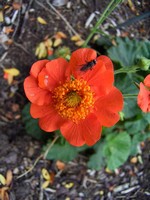 Geum coccineum - Garten-Nelkenwurz Lucy