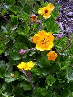 Geum - Nelkenwurz Georgenberg