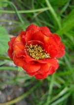 Geum Hybride - Garten-Nelkenwurz Rubin